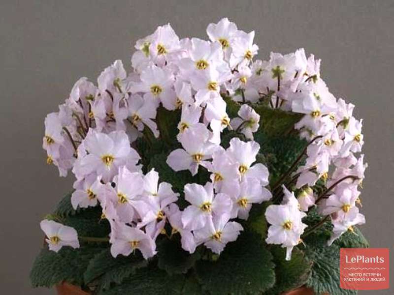Рамонда (Ramonda) — описание, выращивание, фото | на LePlants.ru