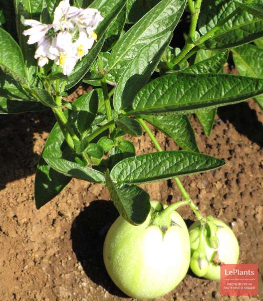 Дынная груша (Solanum muricatum) — описание, выращивание, фото | на ...