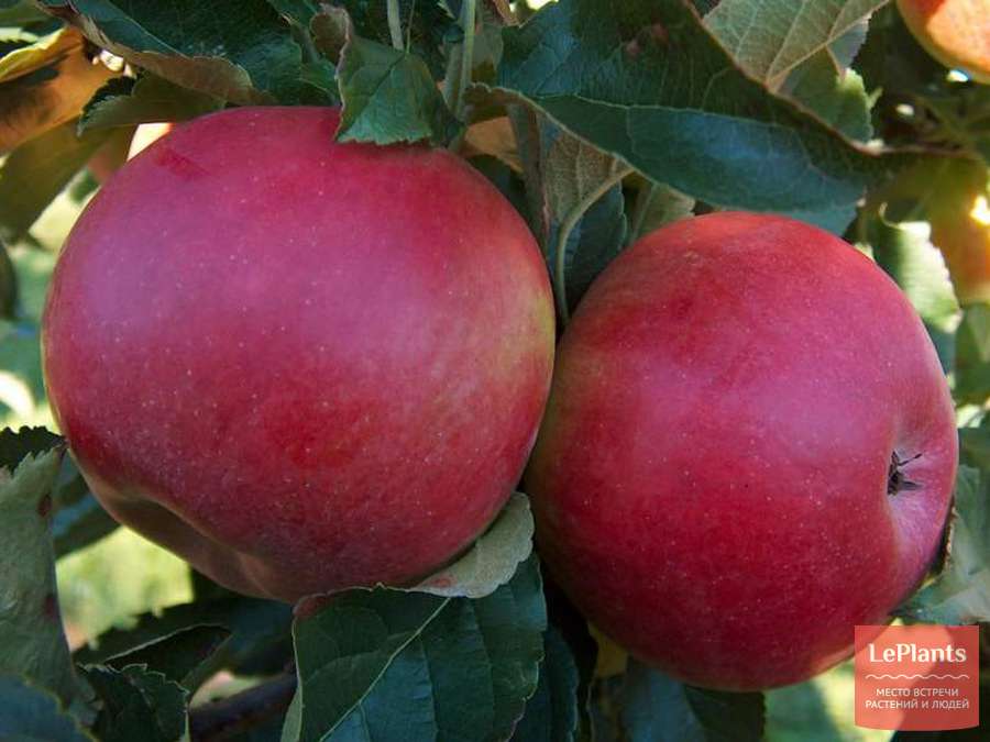 Яблоня Настенька — описание сорта, характеристики