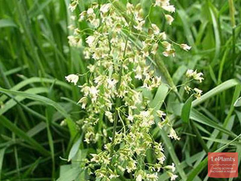 Зубровка душистая (Hierochloe odorata) — описание, выращивание, фото ...