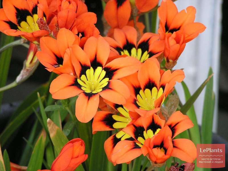 Спараксис трехцветный (Sparaxis tricolor) — описание, выращивание, фото ...