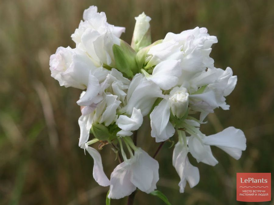Мыльнянка лекарственная (Saponaria officinalis) — описание, выращивание,фото