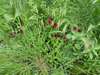 Космея кроваво-красная (Cosmos atrosanguineus) — описание, выращивание ...