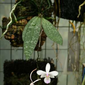 Phal.Lindenii