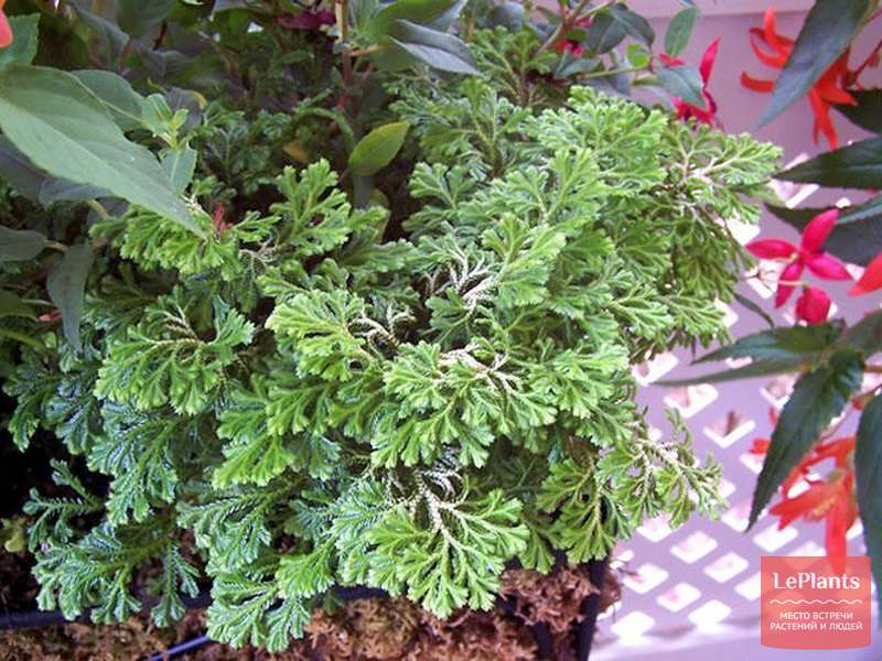 Селагинелла бледноватая (Selaginella pallescens) — описание ...