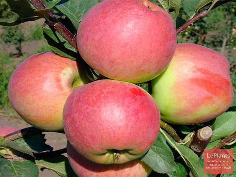 Яблоня Успенское: Описание сорта