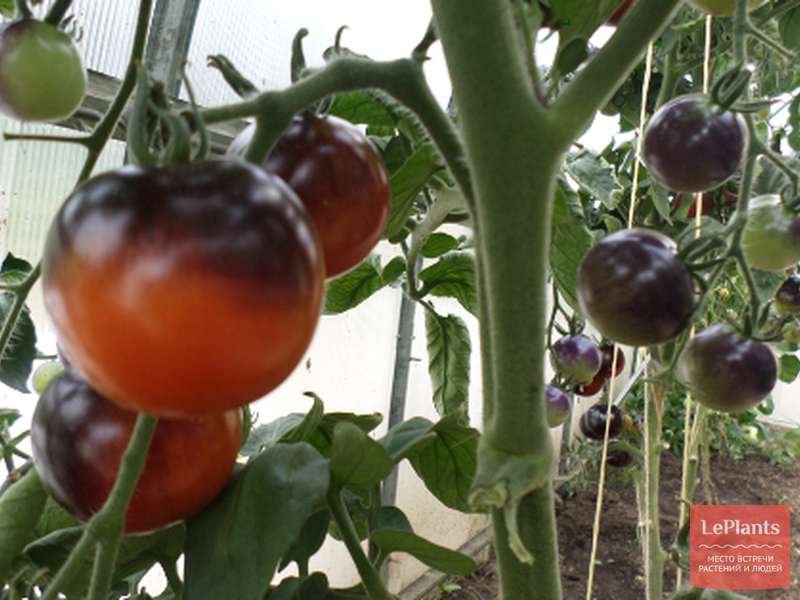 Обзор лучших сортов томатов для открытого грунта и теплицы