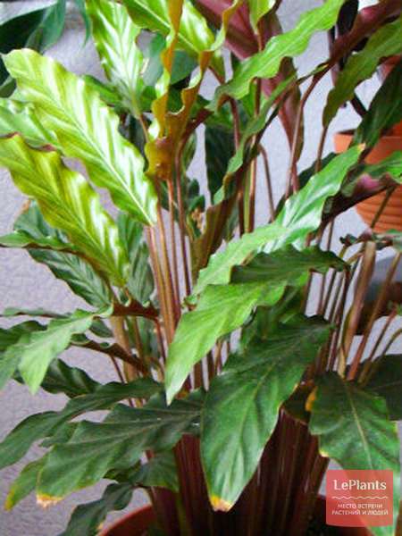 Калатея рыжебородая (Calathea rufibarba) — описание, выращивание, фото ...