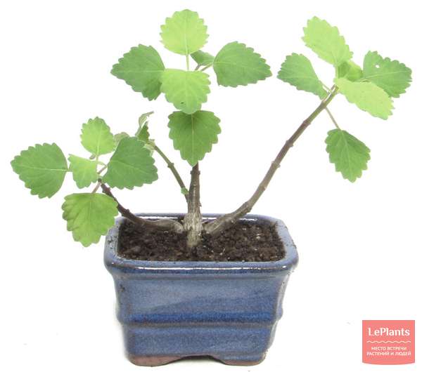 Плектрантус (Plectranthus) — описание, выращивание, фото | на LePlants.ru