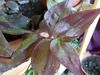 Традесканция зебрина (Tradescantia zebrina) — описание, выращивание ...