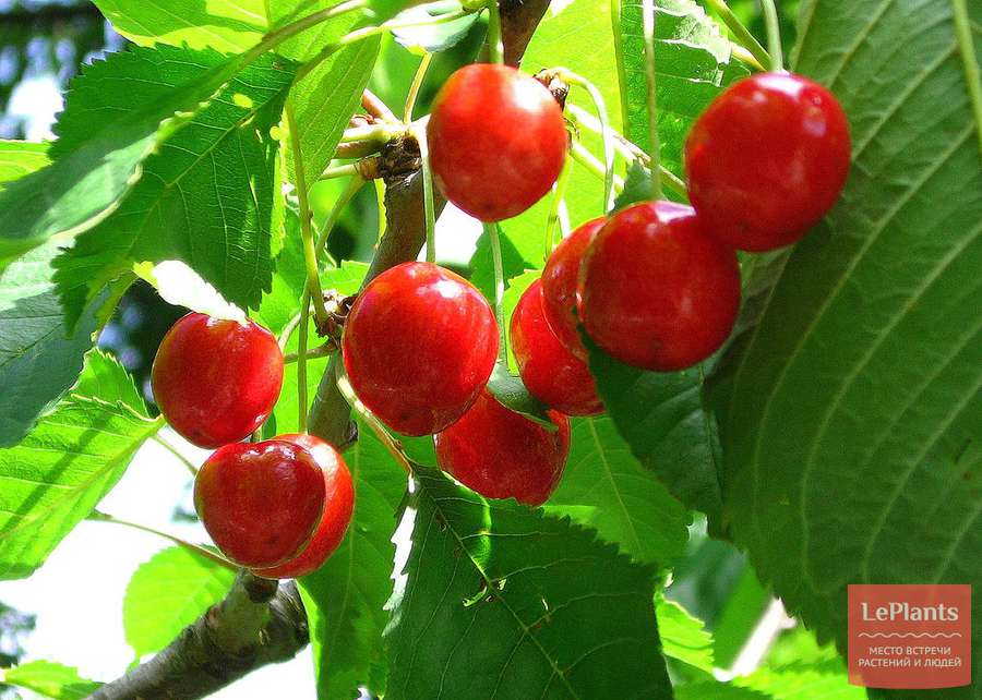 Черешня (Prunus avium) — описание, выращивание, фото