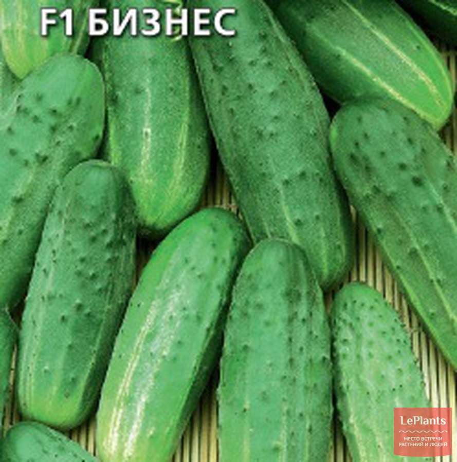 Огурец Клавдия: характеристика и описание сорта Огурец Клавдия: характеристика и описание сорта