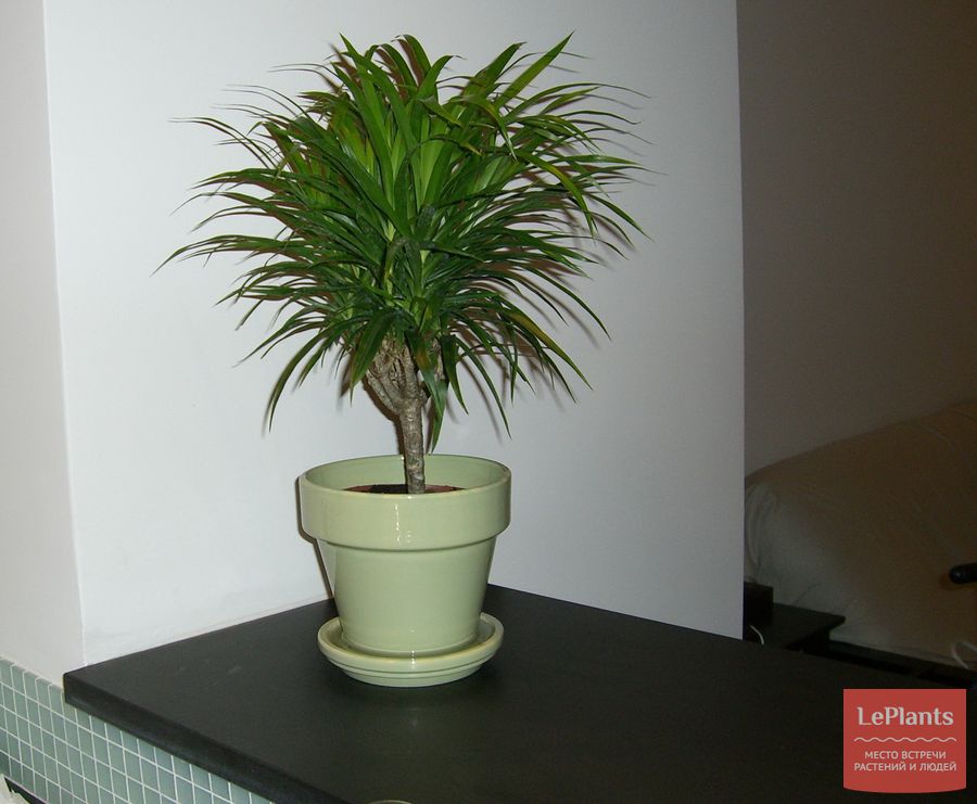 Польза комнатных растений: они очищают воздух и улучшают качество воздуха