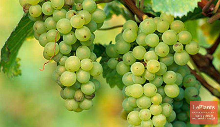 Сорт винограда левокумский фото и описание