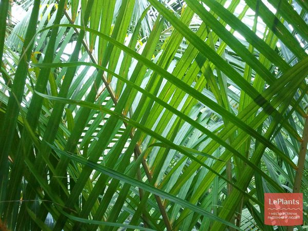 Дипсис желтоватый (Dypsis lutescens) — описание, выращивание, фото | на ...