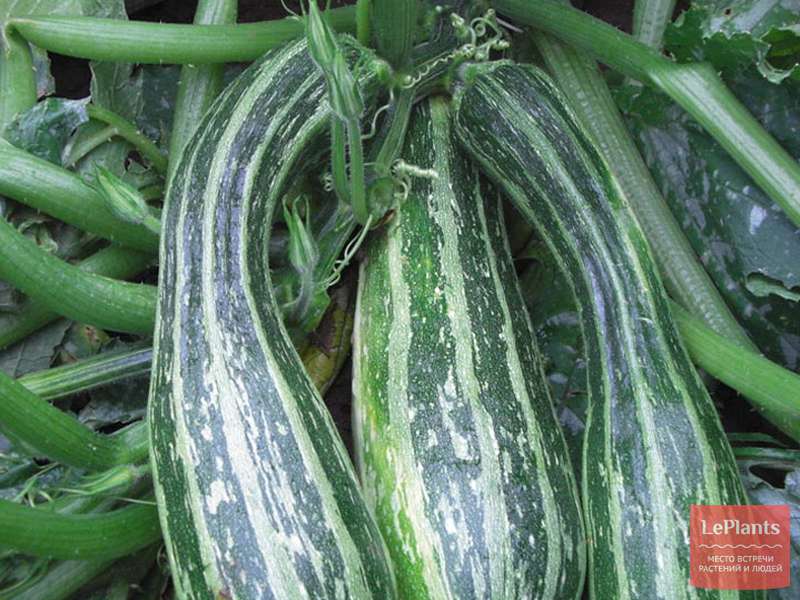 Кабачок 'Зебра' — описание сорта, характеристики | на LePlants.ru