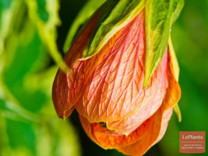 Абутилон пятнистый (Abutilon pictum) — описание, выращивание, фото | на ...