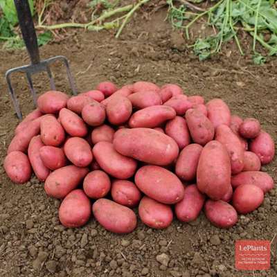 Картофель Ред Скарлетт