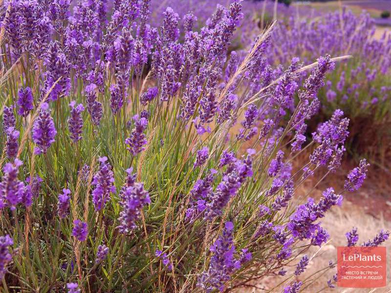 Лаванда лекарственная (Lavandula officinalis) — описание, выращивание ...