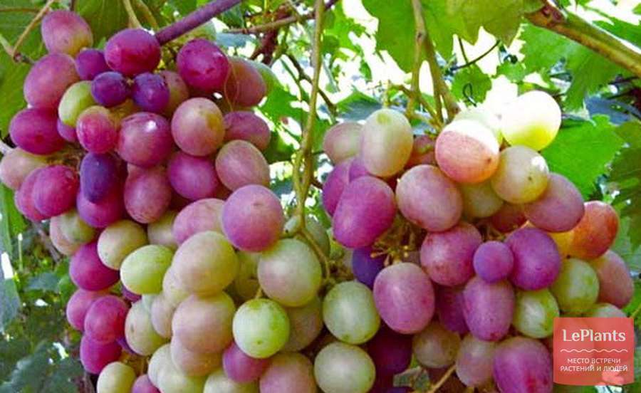 Виноград культурный Карамол — описание сорта, характеристики