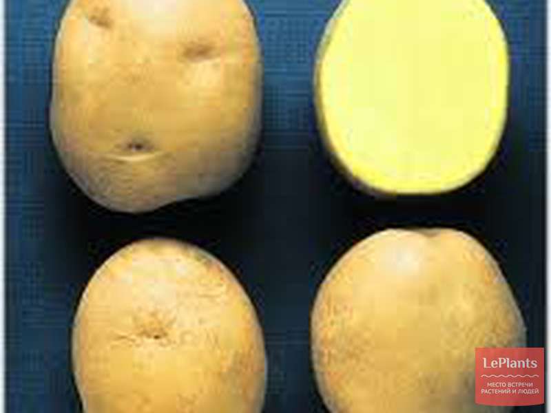 Картофель 'Расинка' — описание сорта, характеристики | на LePlants.ru