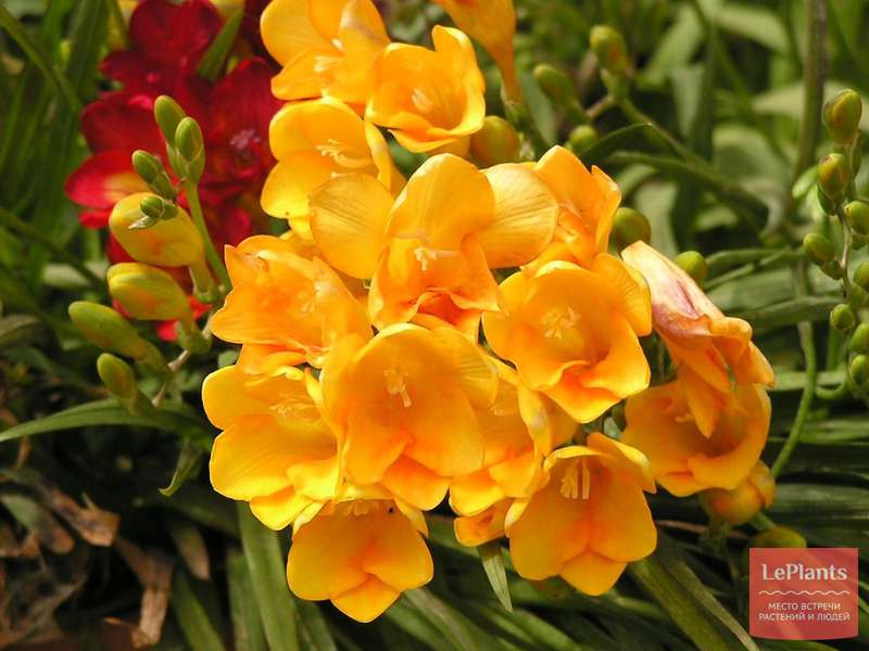 Фрезия гибридная (Freesia hybrida) — описание, выращивание, фото | на ...
