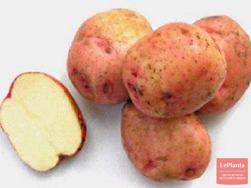 Картофель Ермак улучшенный — описание сорта, характеристики