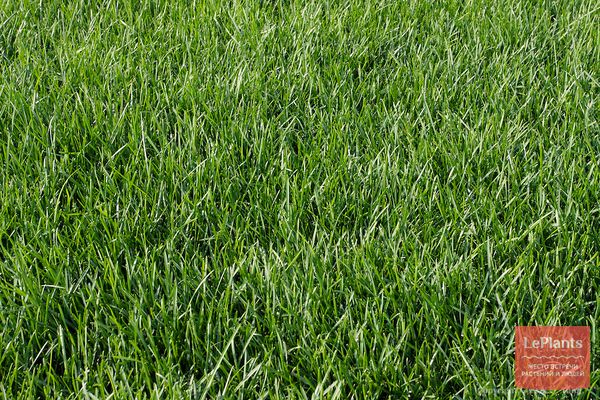 Какие виды трав подходят для газона? Травосмеси для разных видов газонов