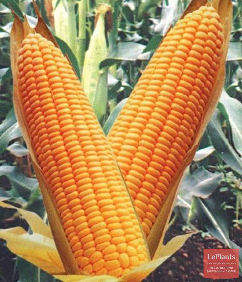 Кукуруза сахарная Аурика — описание сорта, характеристики