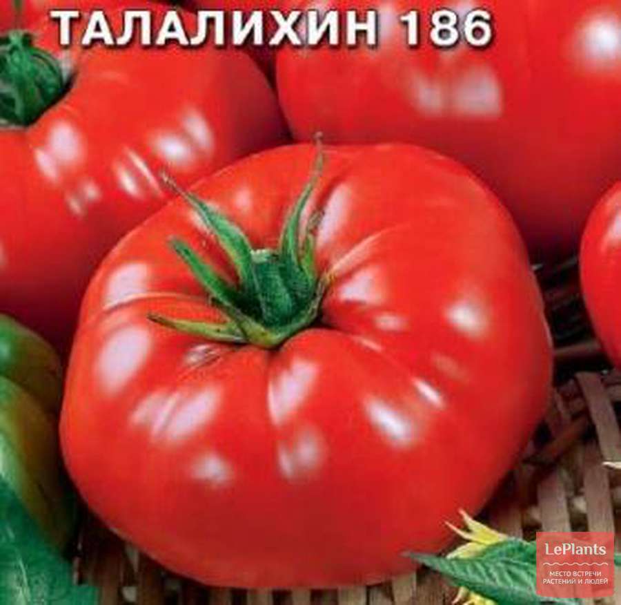 Сорт томатов Золотые купола Сорт томатов Золотые купола