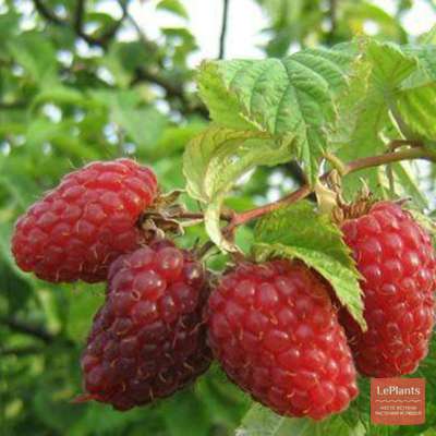 Малина обыкновенная (Rubus idaeus) — описание, выращивание, фото | на ...
