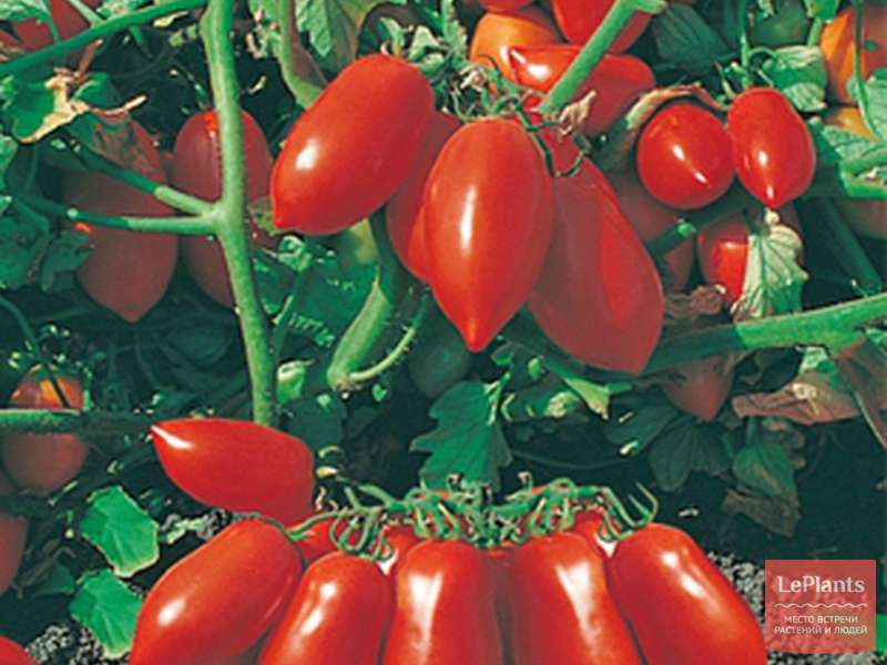 Семена урожайных томатов. Томат синьора f1. Томат Семко 2000. Партнер томат Кристиан f1. Томат Семко 30.