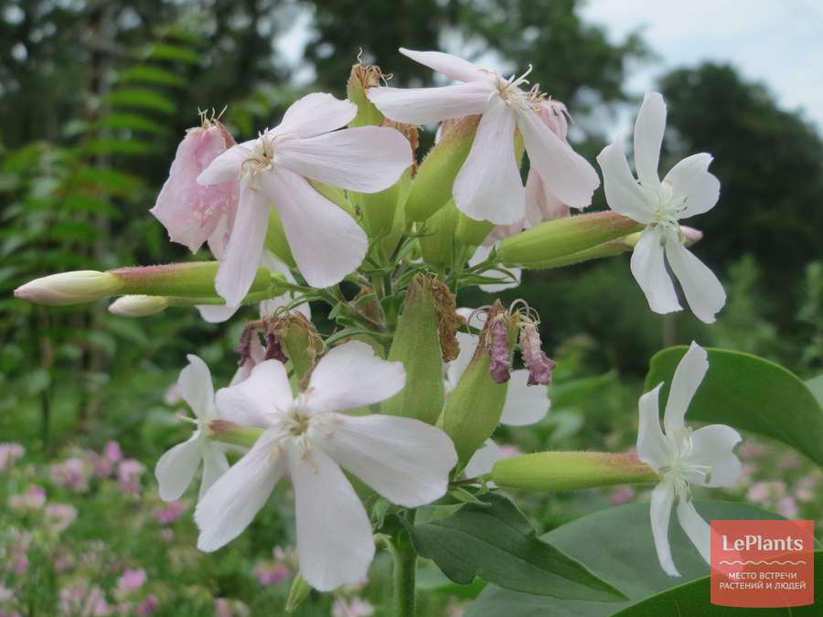 ��ыльнянка (Saponaria) — описание, выращивание, фото