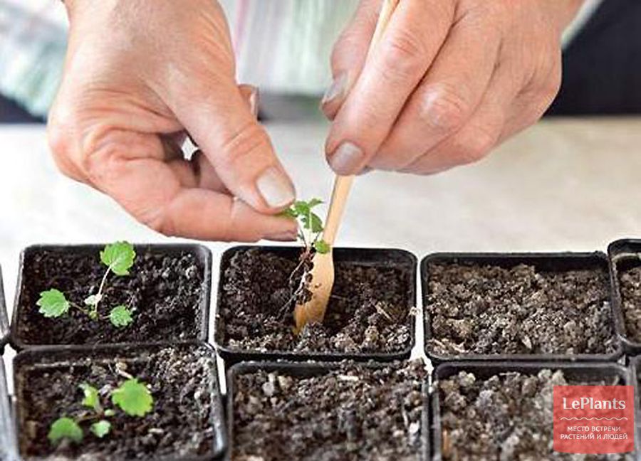 Как вырастить землянику из семян весной