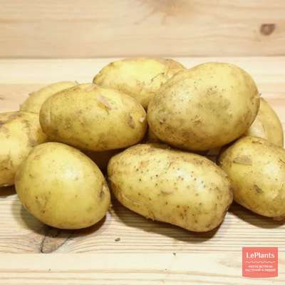 Картофель Королева Анна