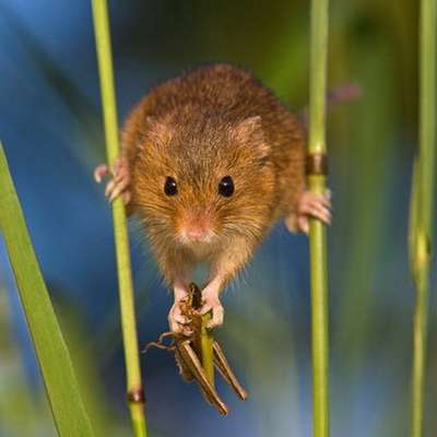 Растение-мышь поможет бороться с токсичными отходами