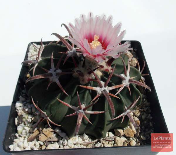 Эхинокактус техасский (Echinocactus texensis) — описание, выращивание ...