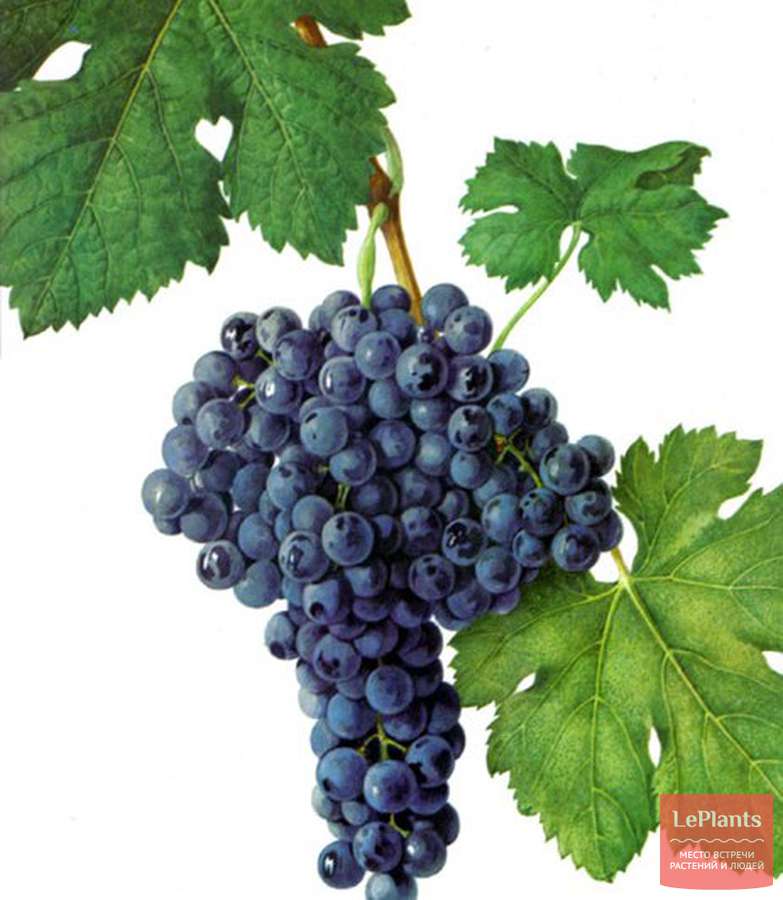 Виноград культурный Асыл кара — описание сорта, характеристики