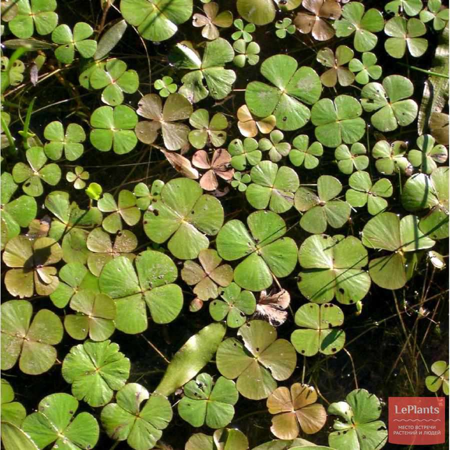 Марсилия (Marsilea) — описание, выращивание, фото | на LePlants.ru