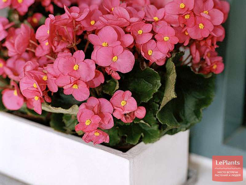 Бегония 'Глюар де Лоррейн' (Begonia hybrida 'Gloire de Lorraine ...