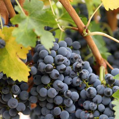Что общего у виноградной лозы и человека?