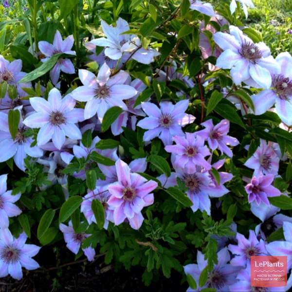 Клематис шерстистый (Clematis lanuginosa) — описание, выращивание, фото ...