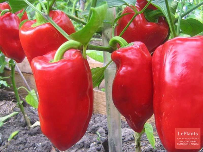 Перец сладкий 'Богатырь' — описание сорта, характеристики | на LePlants.ru