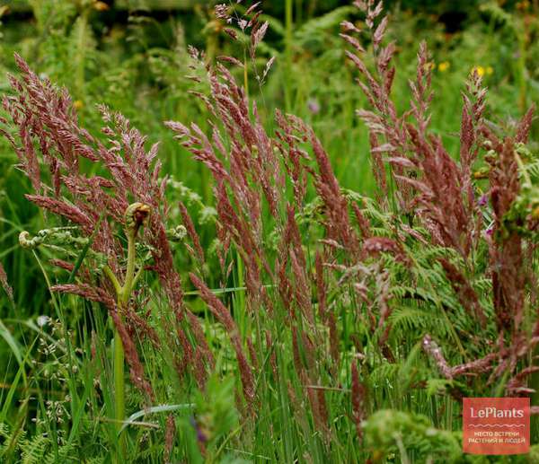 Овсяница красная ( Festuca rubra) — описание, выращивание, фото | на ...