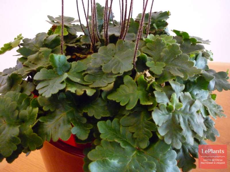 Хемионитис дланевидный (Hemionitis palmata) — описание, выращивание ...