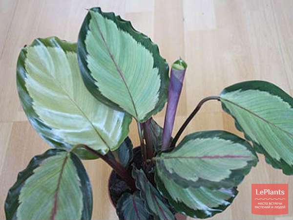 Калатея медальон (Calathea roseopicta) — описание, выращивание, фото ...