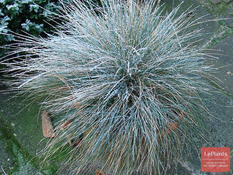 Овсяница сизая ( Festuca glauca) — описание, выращивание, фото | на ...