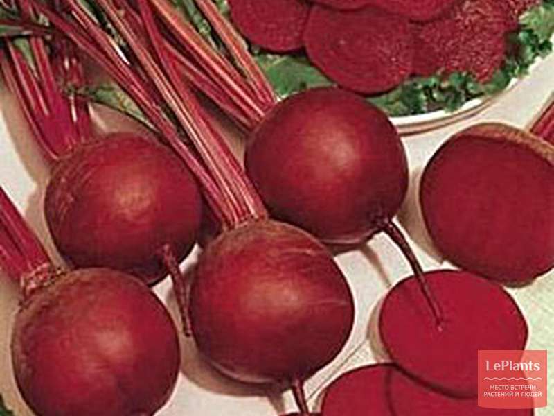 Свекла столовая 'Салатная' — описание сорта, характеристики | на ...