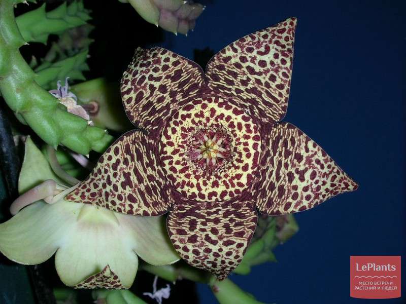 Стапелия пестрая (Stapelia variegata) — описание, выращивание, фото ...