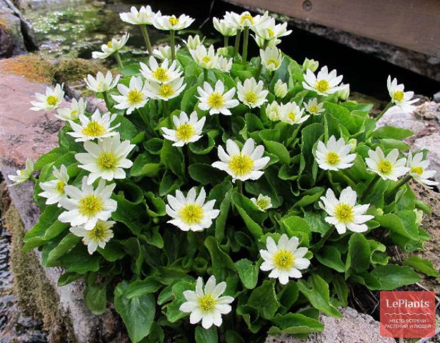 Калужница мелколепестная (Caltha leptosepala) — описание, выращивание ...